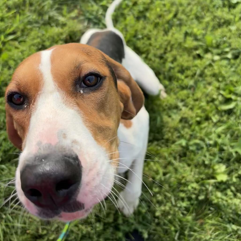 Code, a Adoptable Treeing Walker Coonhound in Batavia, OH image 5/6