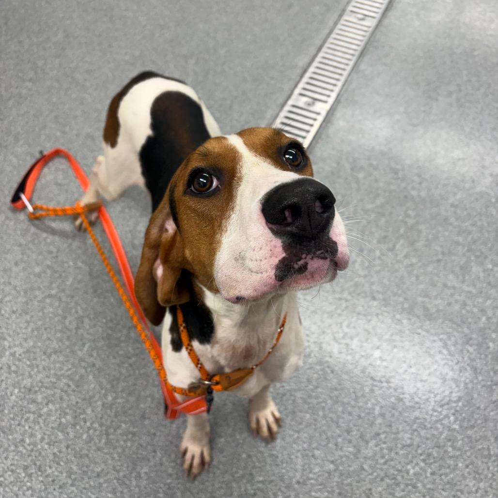 Code, a Adoptable Treeing Walker Coonhound in Batavia, OH image 6/6