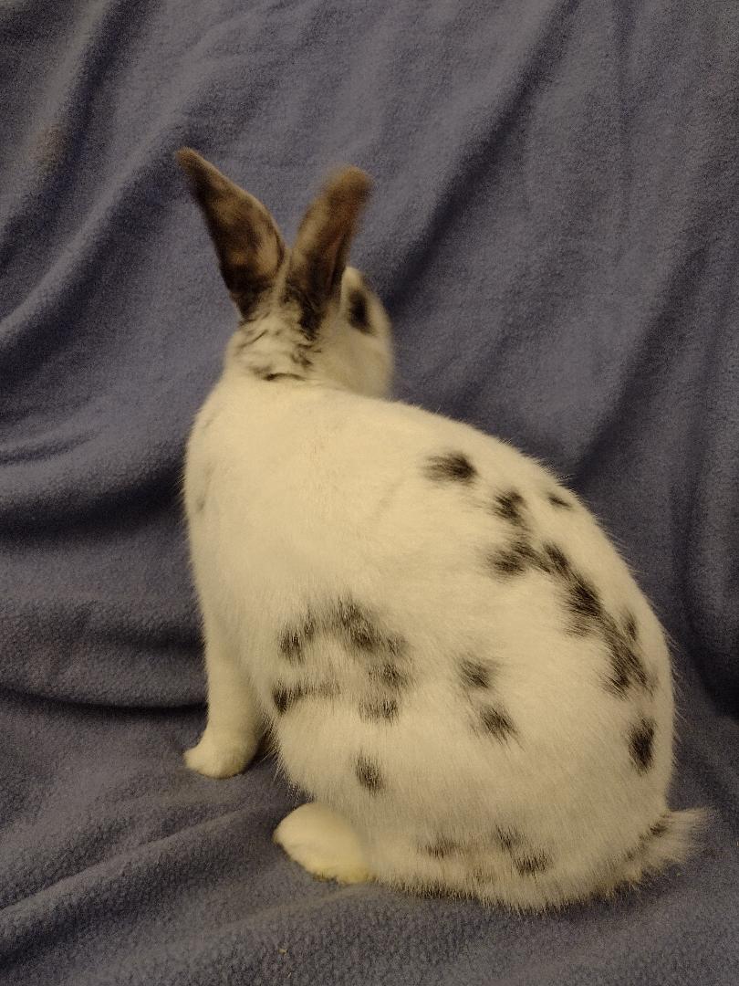 Enlarge Penn, a Adoptable American in Plymouth, MI image 2/4