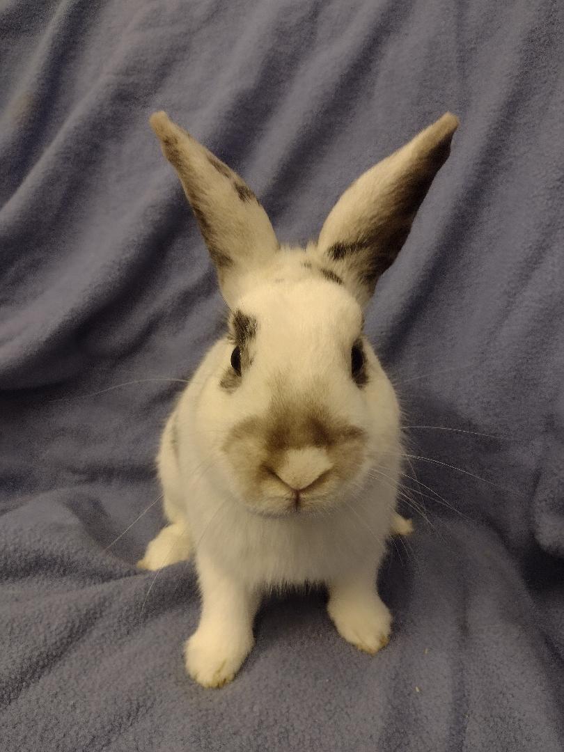 Rabbit for adoption - Penn, an American in Plymouth, MI | Petfinder