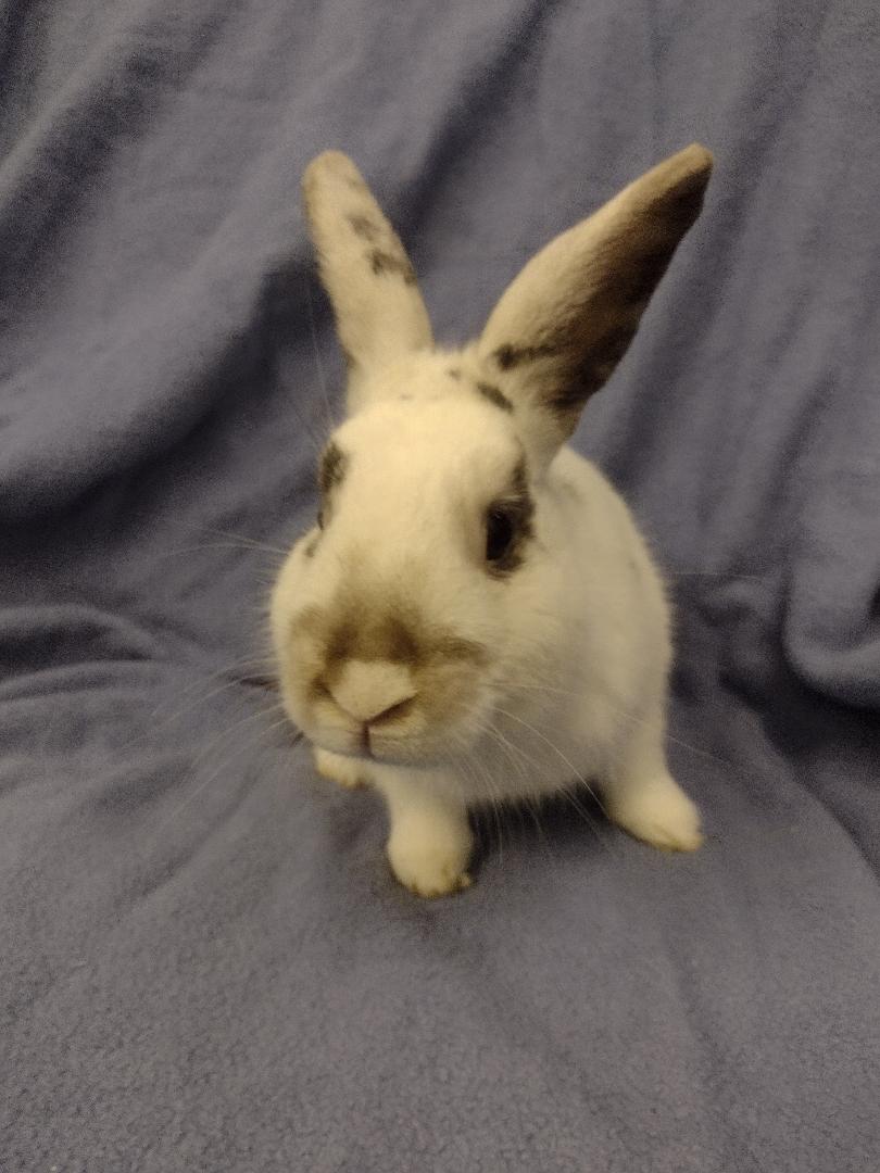 Enlarge Penn, a Adoptable American in Plymouth, MI image 1/4