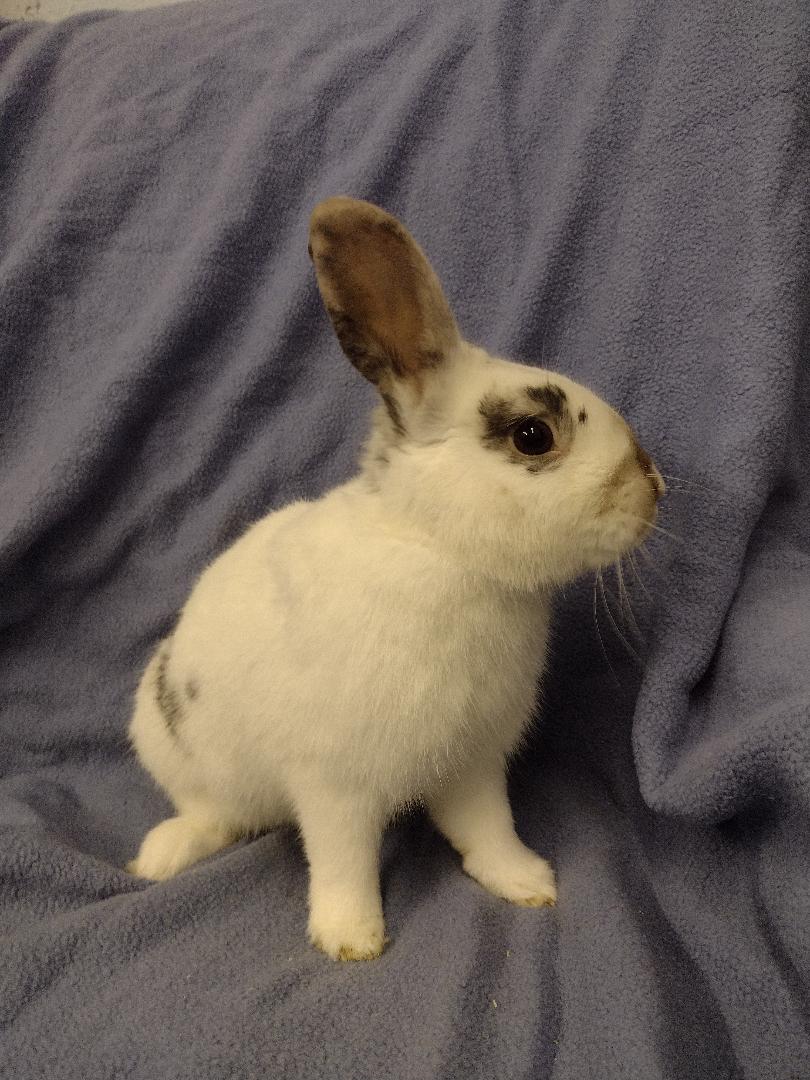 Enlarge Penn, a Adoptable American in Plymouth, MI image 4/4