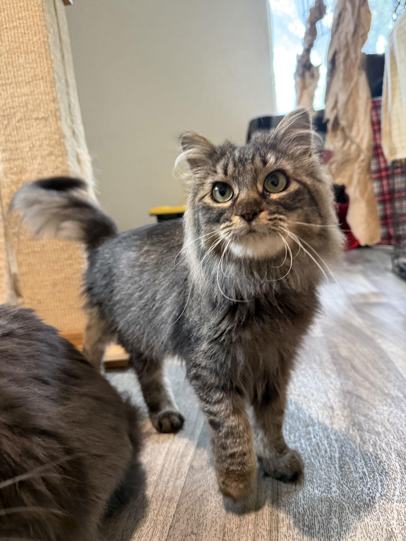 Bashful, Adoptable, Adult Female Domestic Medium Hair.