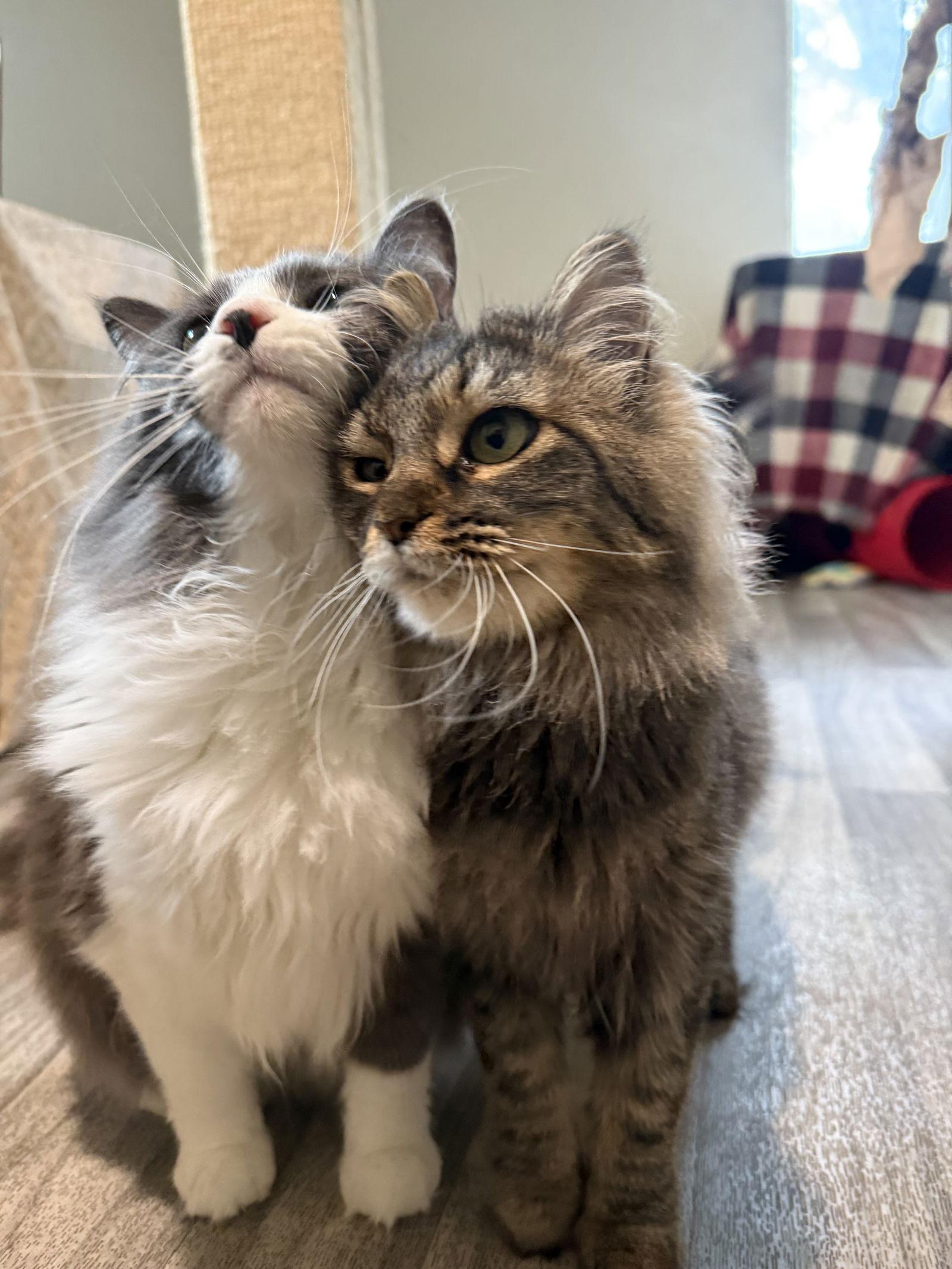 Enlarge Bashful, a Adoptable Domestic Medium Hair in Fort Collins, CO image 2/3