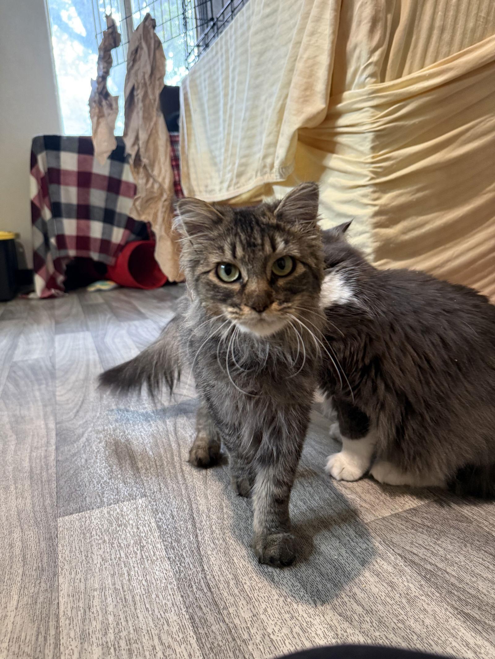 Enlarge Bashful, a Adoptable Domestic Medium Hair in Fort Collins, CO image 3/3