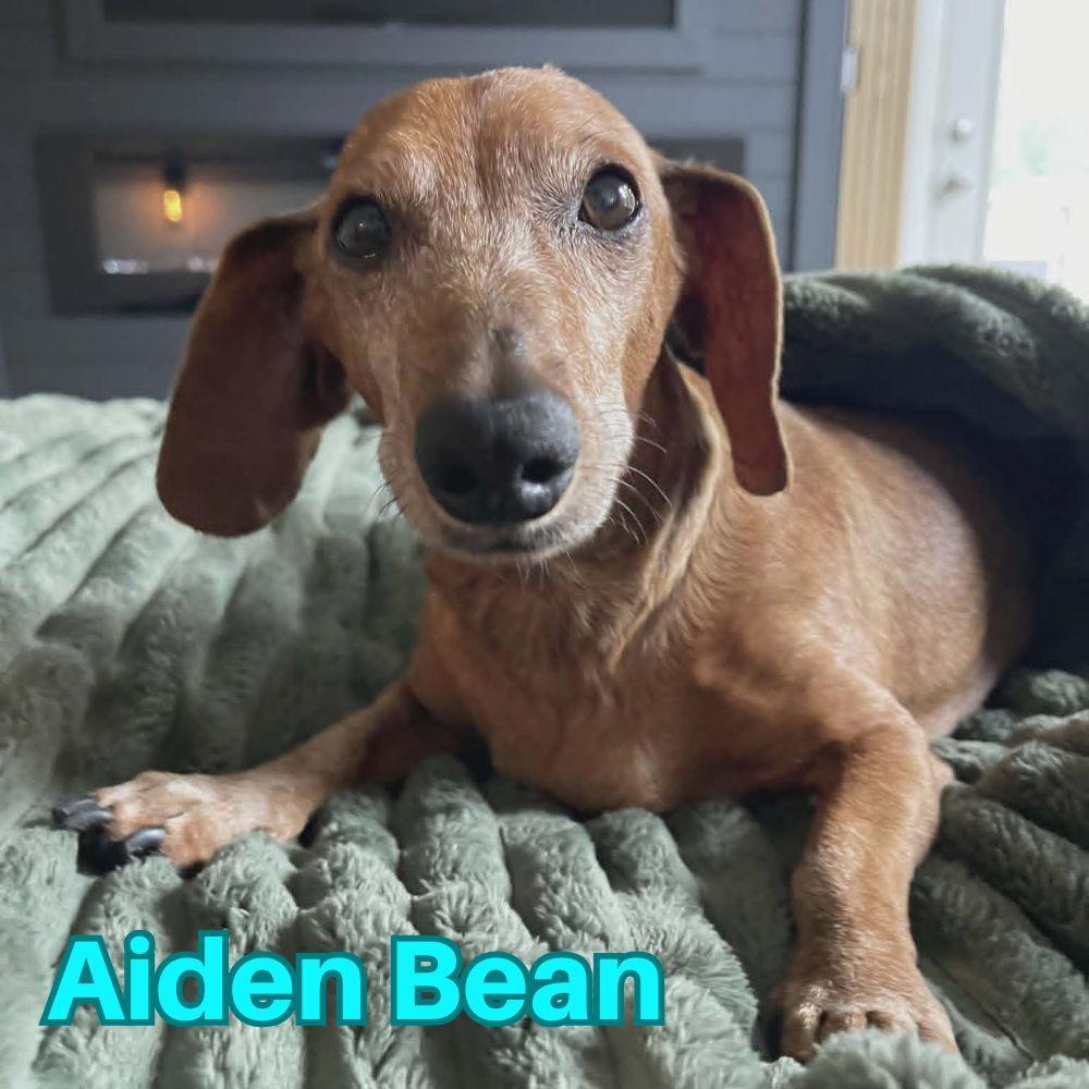 Enlarge Aiden Bean, a Adoptable Dachshund in San Antonio, TX image 1/3