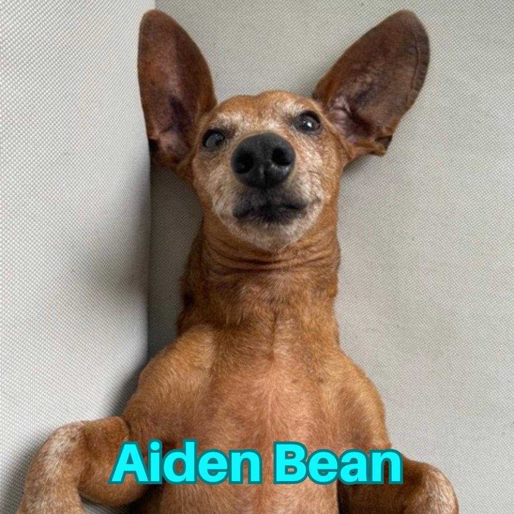 Enlarge Aiden Bean, a Adoptable Dachshund in San Antonio, TX image 2/3