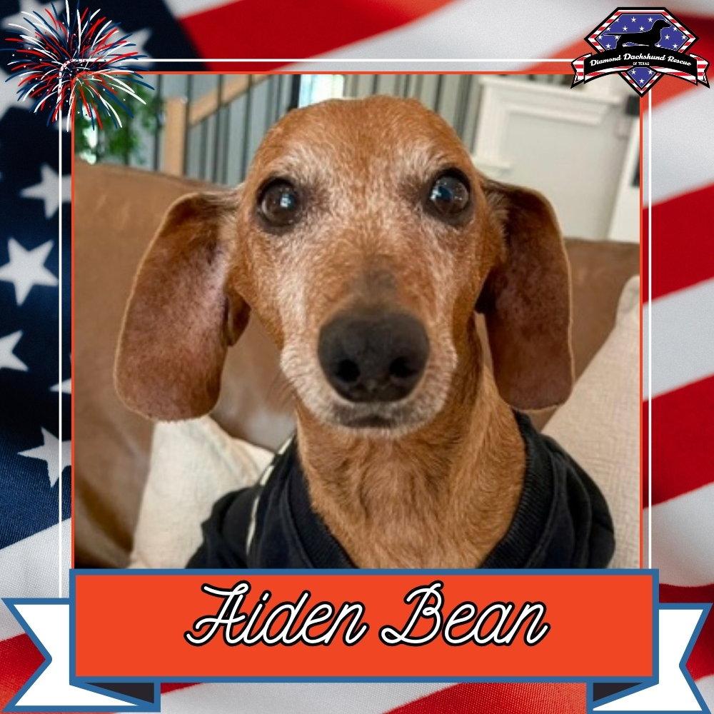 Enlarge Aiden Bean, a Adoptable Dachshund in San Antonio, TX image 3/3