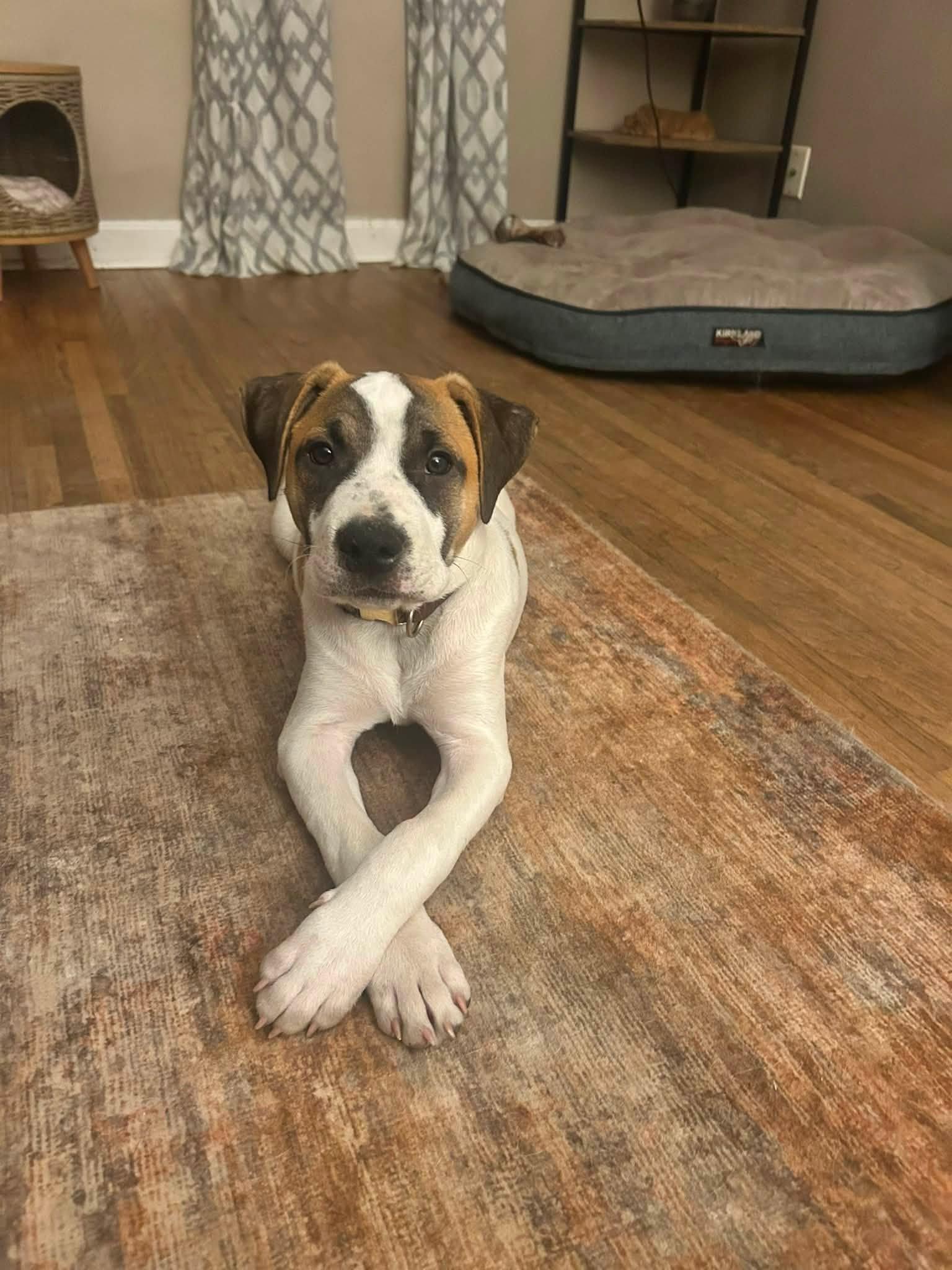 Toney, adopted, Young Male Mixed Breed.