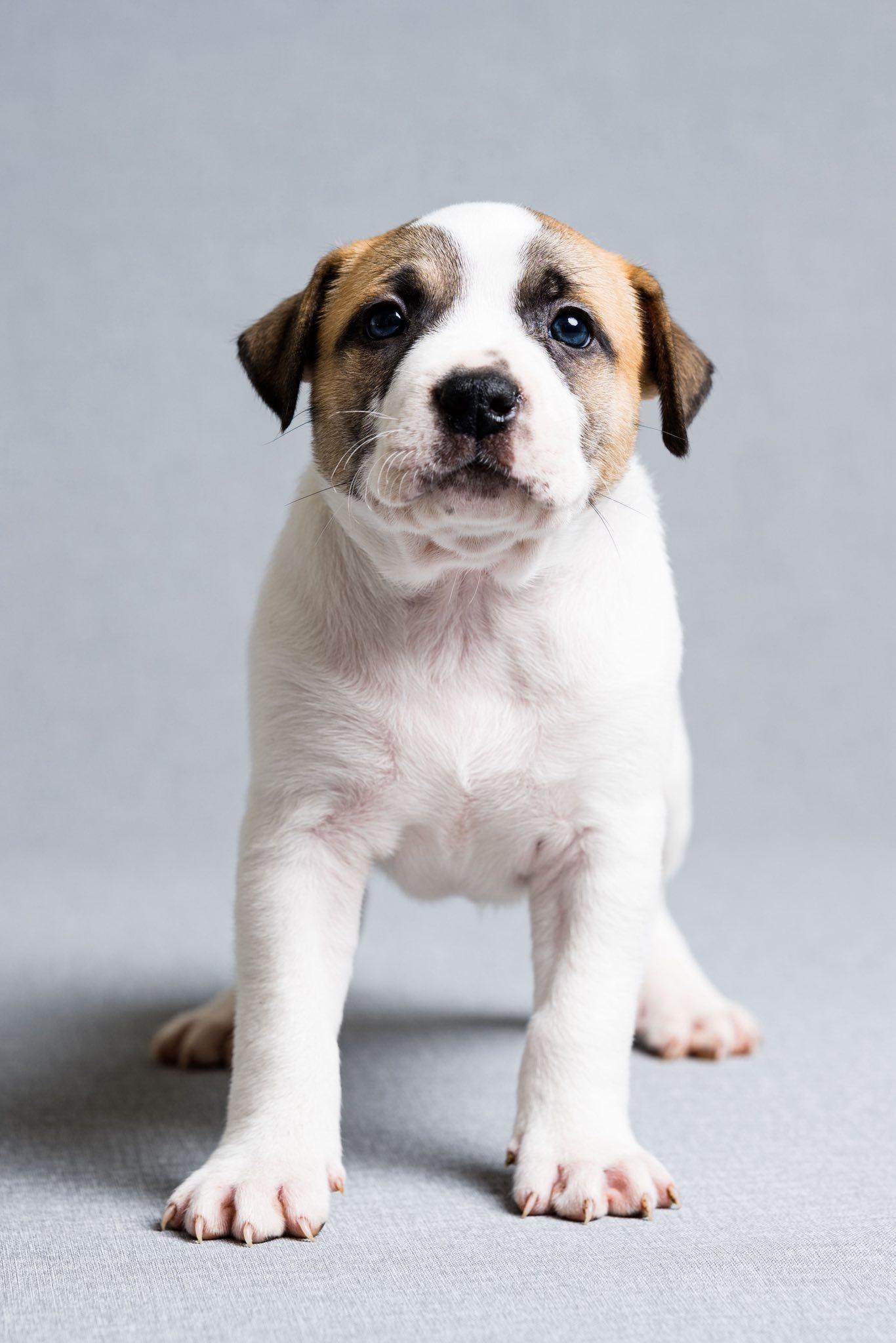 Enlarge Toney, a ADOPTABLE mixed breed in Oregon, OH image 1/1