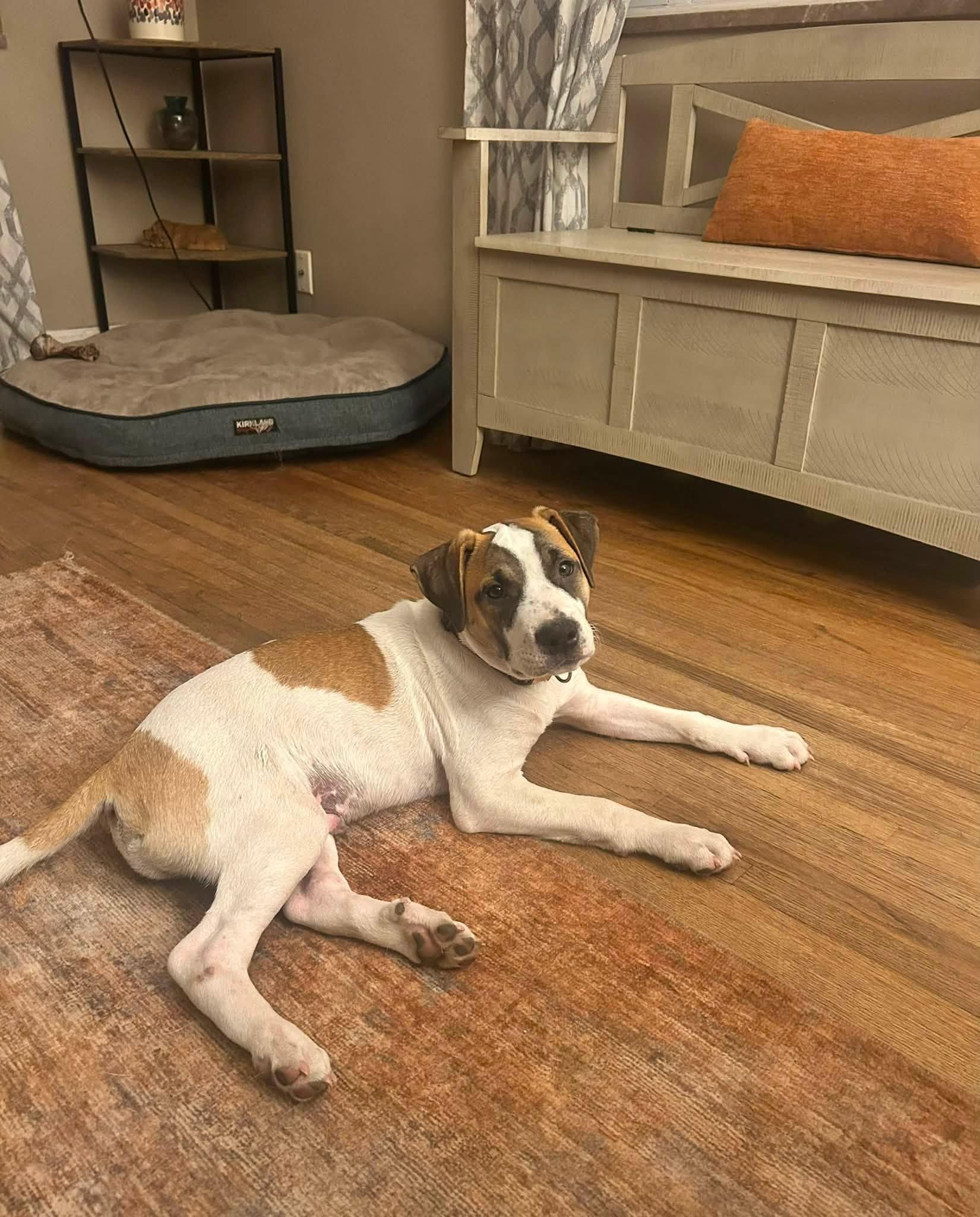 Toney, an adopted mixed breed in Oregon, OH image 2/3