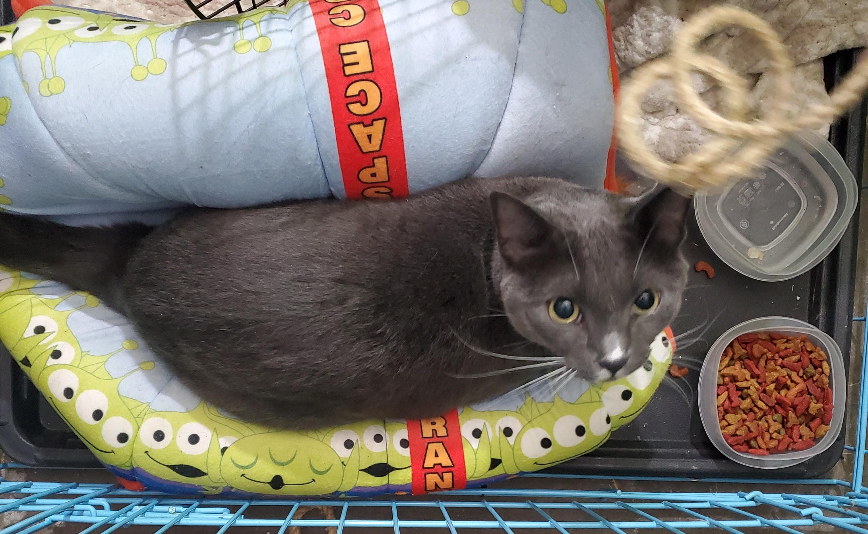 Louie, a Adoptable American Shorthair in White Settlement, TX image 2/4