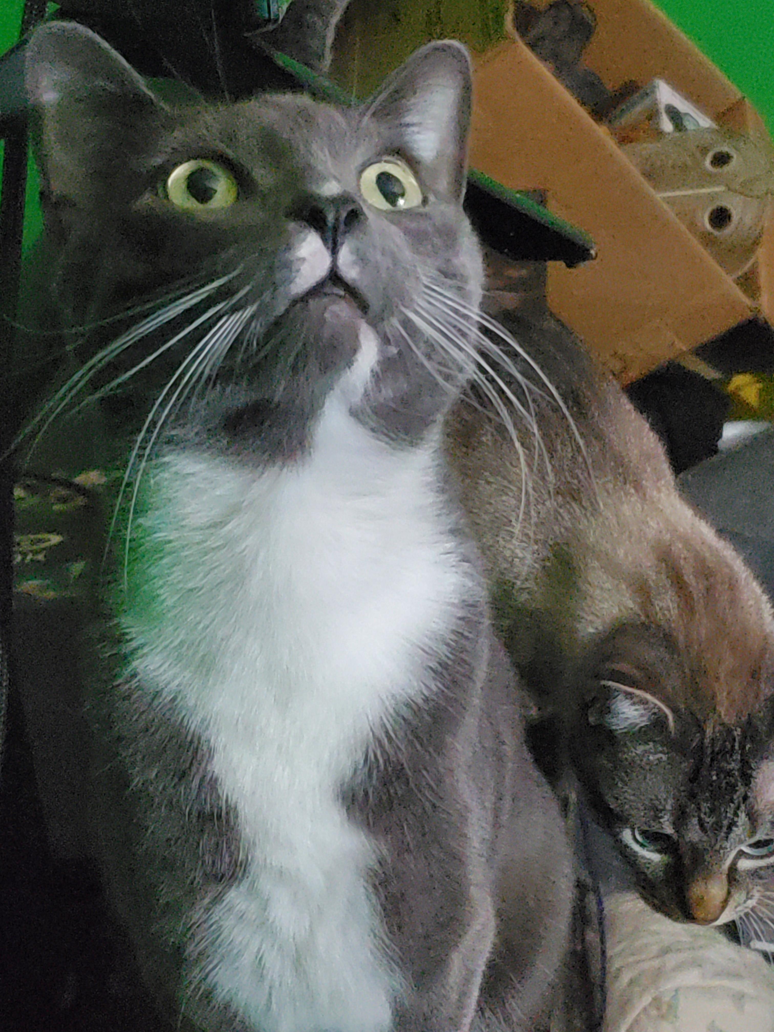 Louie, a Adoptable American Shorthair in White Settlement, TX image 3/4