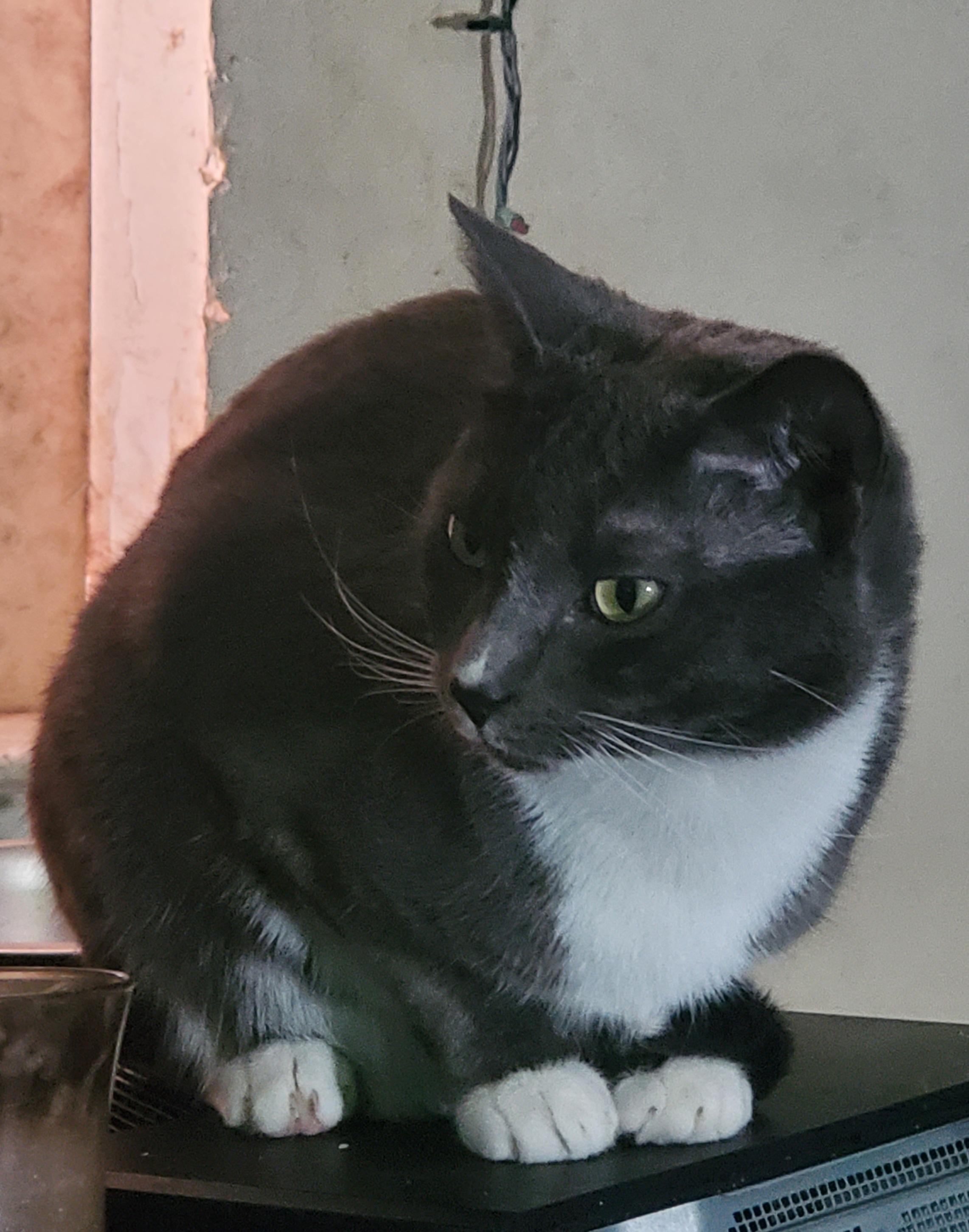 Louie, Adoptable, Young Male American Shorthair.