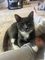 Louie, a Adoptable American Shorthair in White Settlement, TX image 4/4