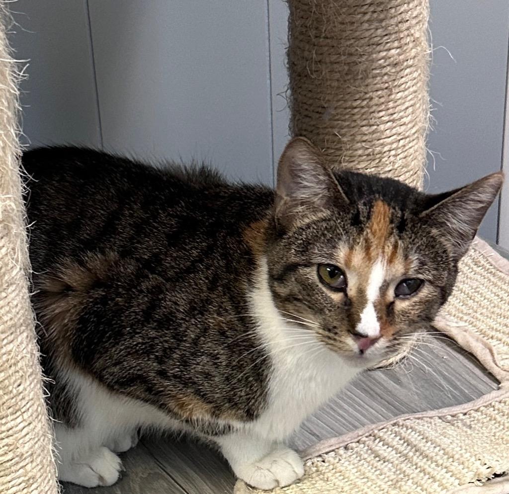 Hailey, Adoptable, Young Female Domestic Short Hair.