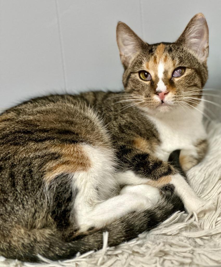 Enlarge Hailey, a Adoptable mixed breed in Waynesville, MO image 2/2