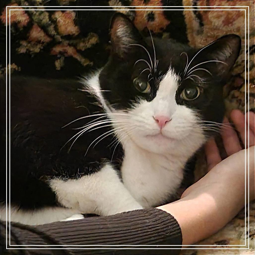 Ricardo, Adoptable, Adult Male Domestic Short Hair.