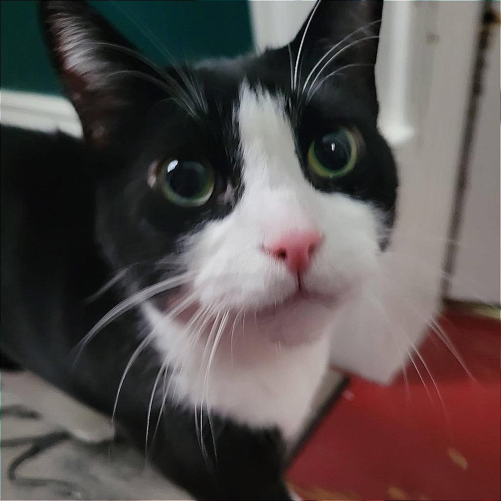 Enlarge Ricardo, a Adoptable Domestic Short Hair in Monroe, MI image 2/3