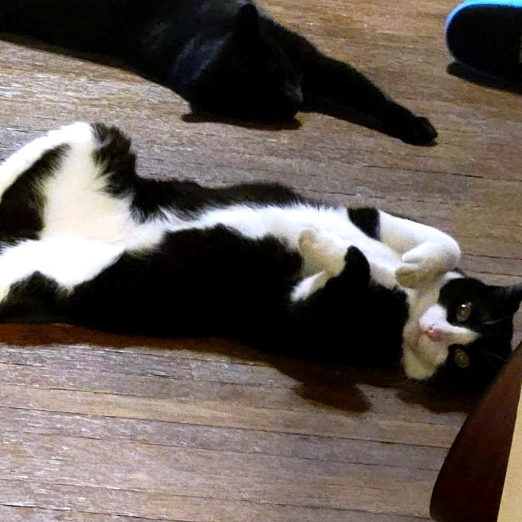 Enlarge Ricardo, a Adoptable Domestic Short Hair in Monroe, MI image 3/5