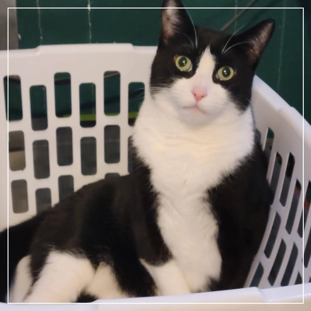 Enlarge Ricardo, a Adoptable Domestic Short Hair in Monroe, MI image 4/5