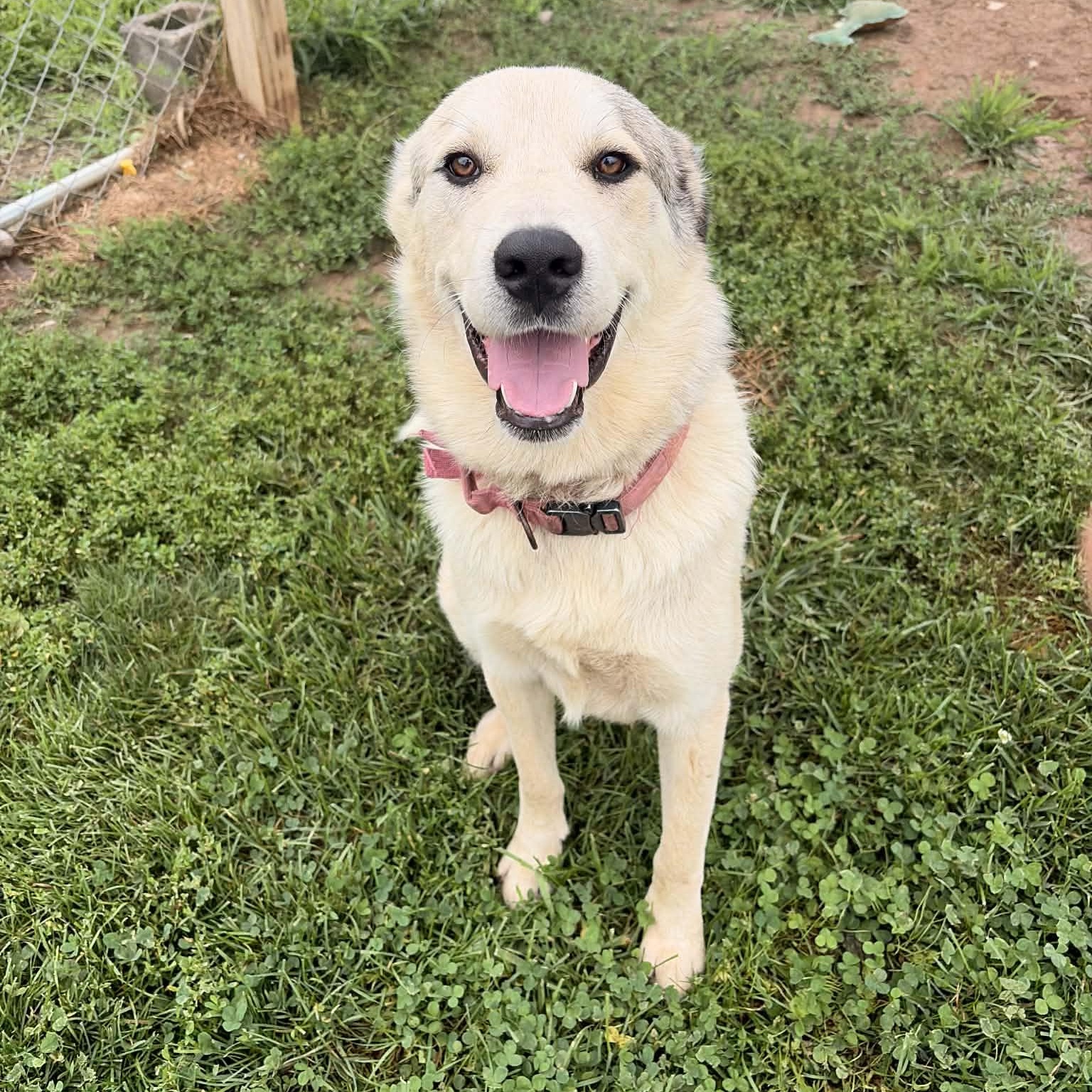 Popeye, ADOPTABLE, Adult Male Great Pyrenees & Labrador Retriever.