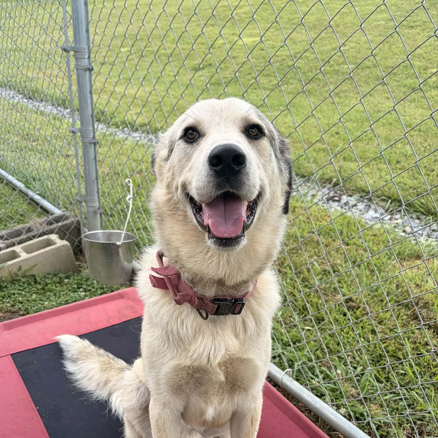 Enlarge Popeye, a ADOPTABLE mixed breed in East Granby, CT image 2/5