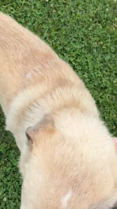 Enlarge Popeye, a ADOPTABLE mixed breed in East Granby, CT video 4/5