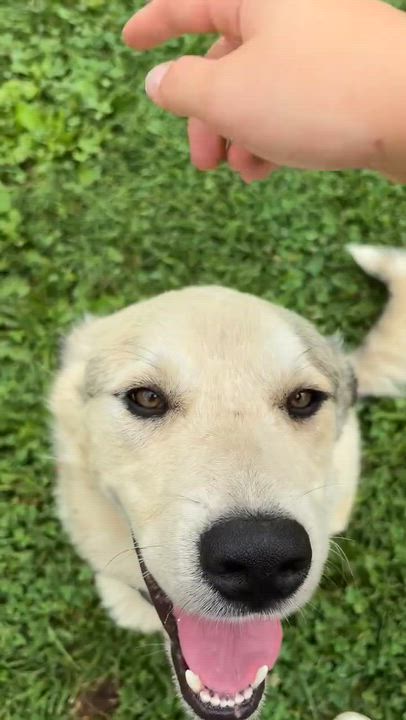 Enlarge Popeye, a ADOPTABLE mixed breed in East Granby, CT video 5/5