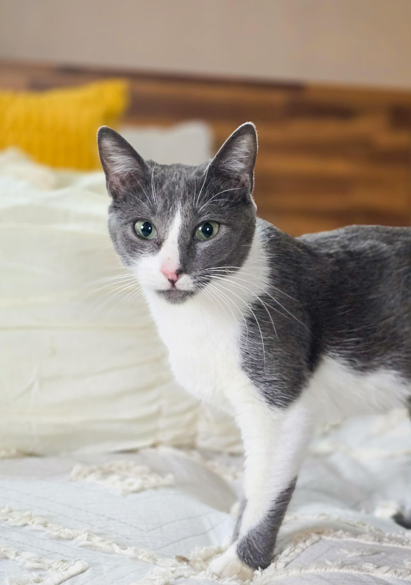 Enlarge Havana, an adopted Domestic Short Hair in Mullica Hill, NJ image 3/6