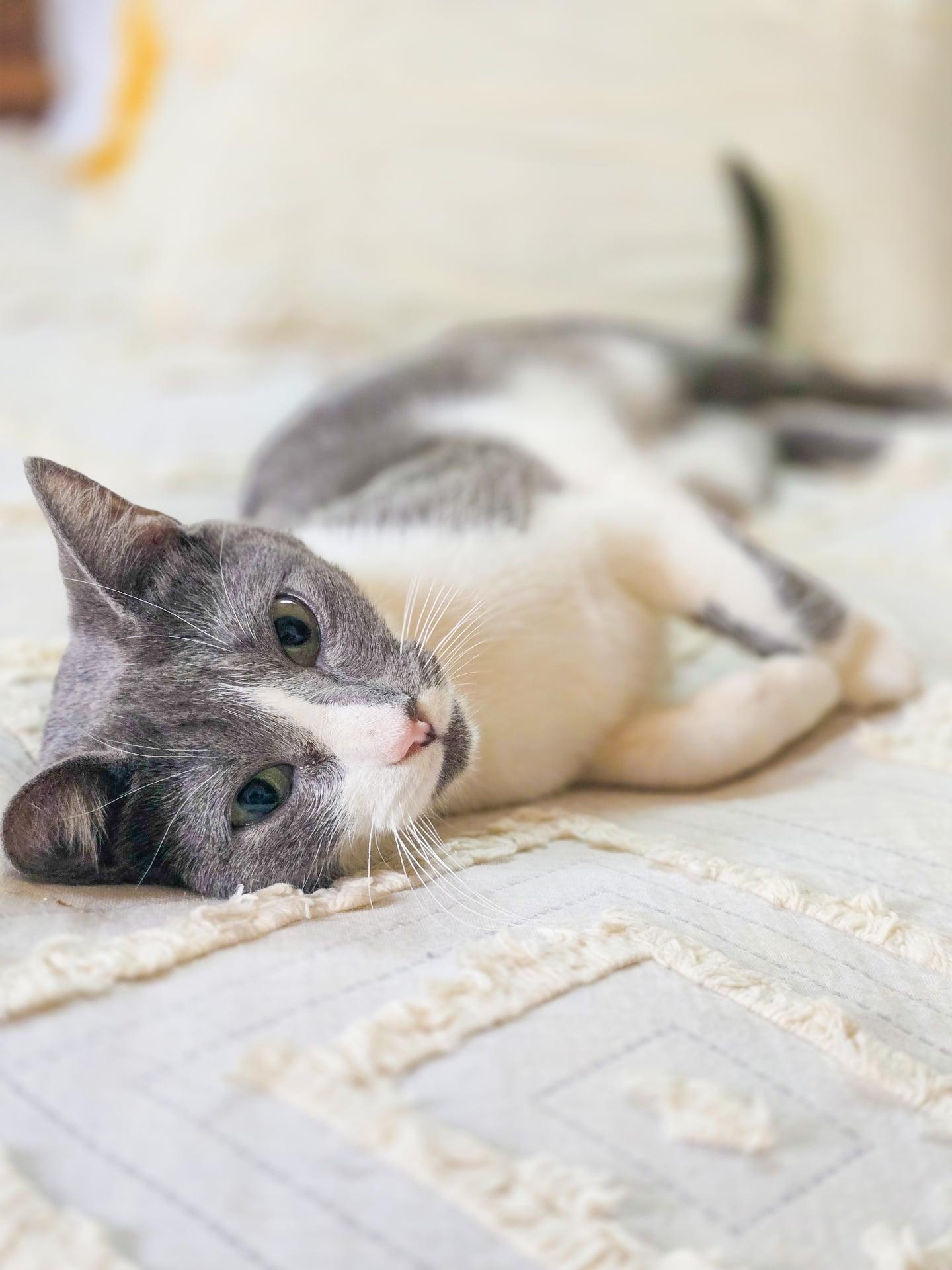 Enlarge Havana, an adopted Domestic Short Hair in Mullica Hill, NJ image 4/6