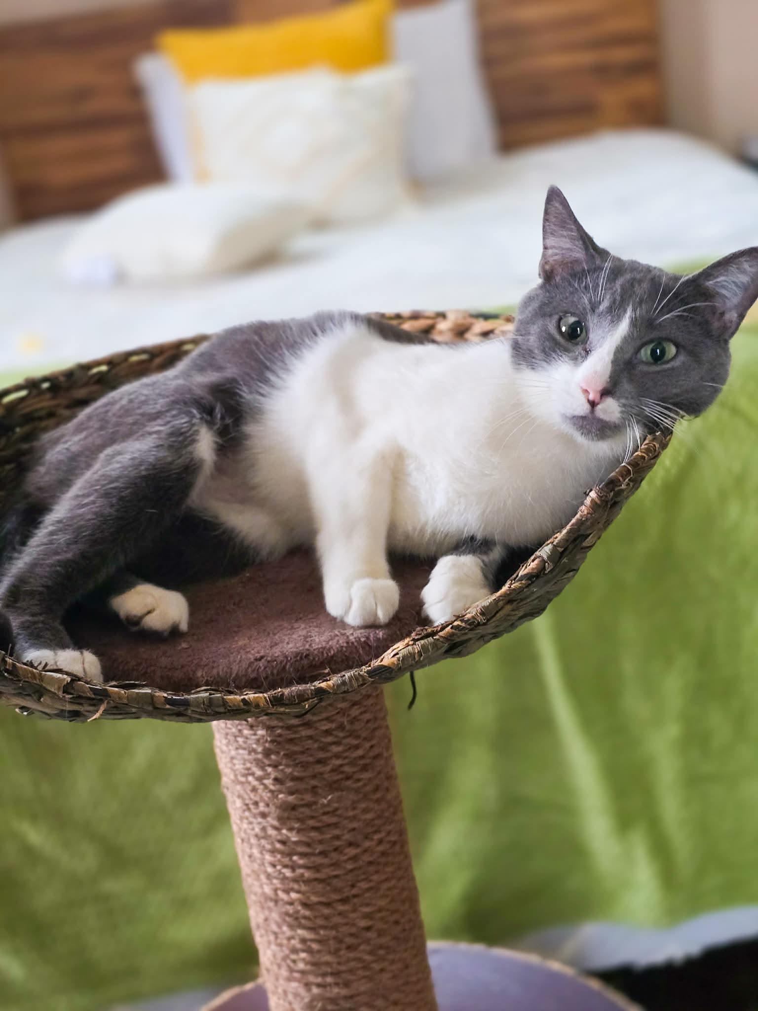 Enlarge Havana, an adopted Domestic Short Hair in Mullica Hill, NJ image 2/6