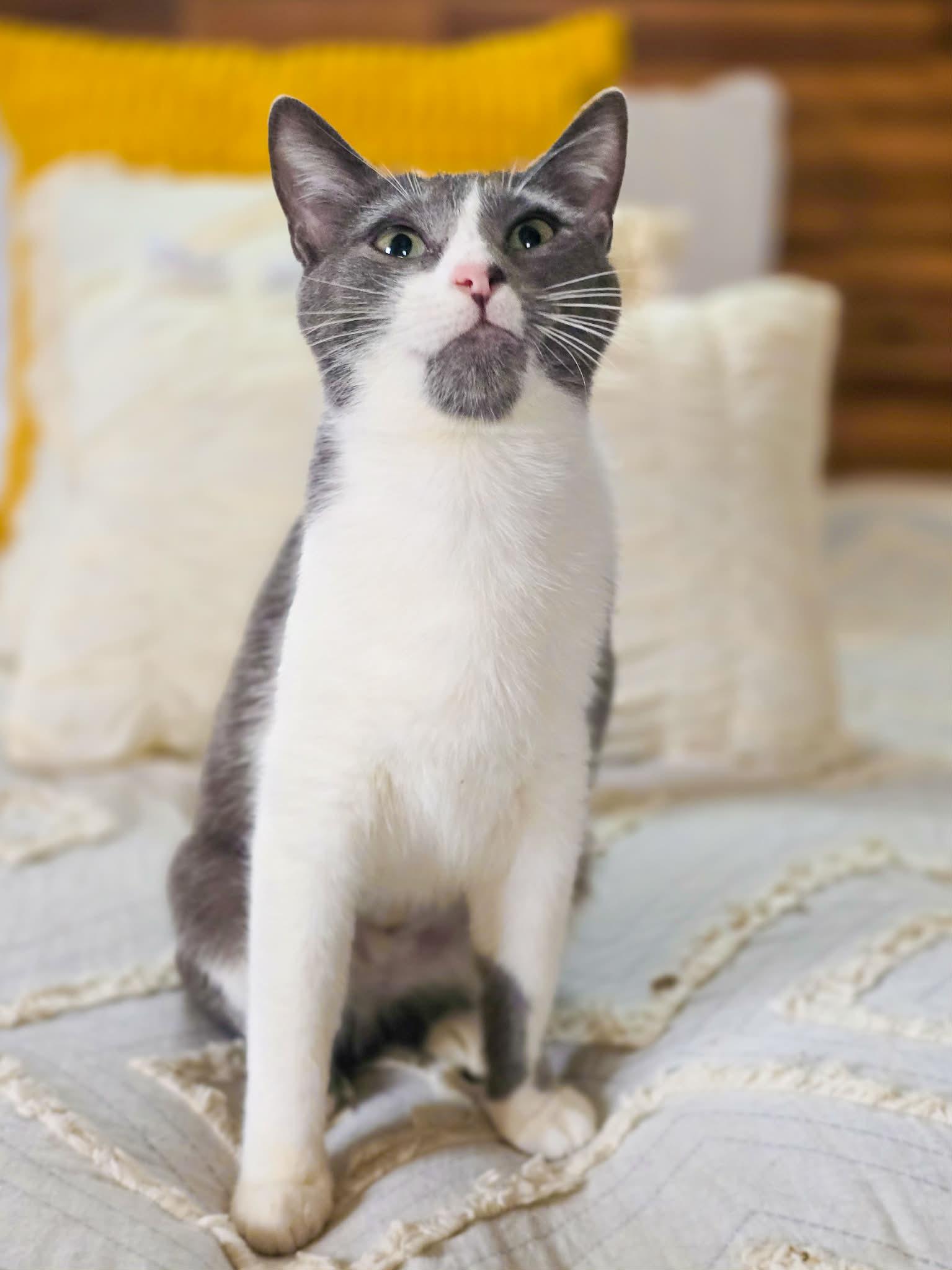 Enlarge Havana, an adopted Domestic Short Hair in Mullica Hill, NJ image 1/6