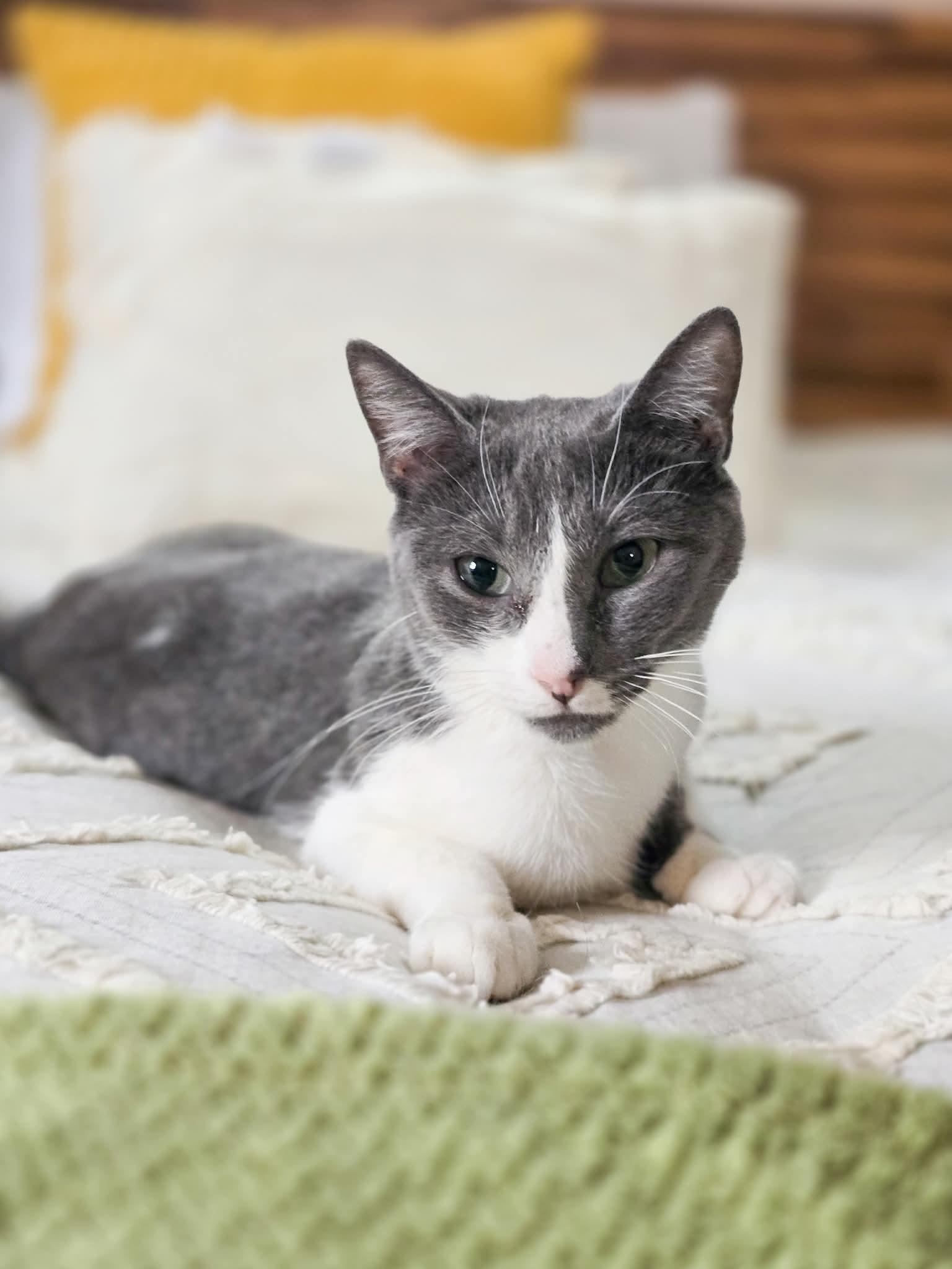 Enlarge Havana, an adopted Domestic Short Hair in Mullica Hill, NJ image 5/6