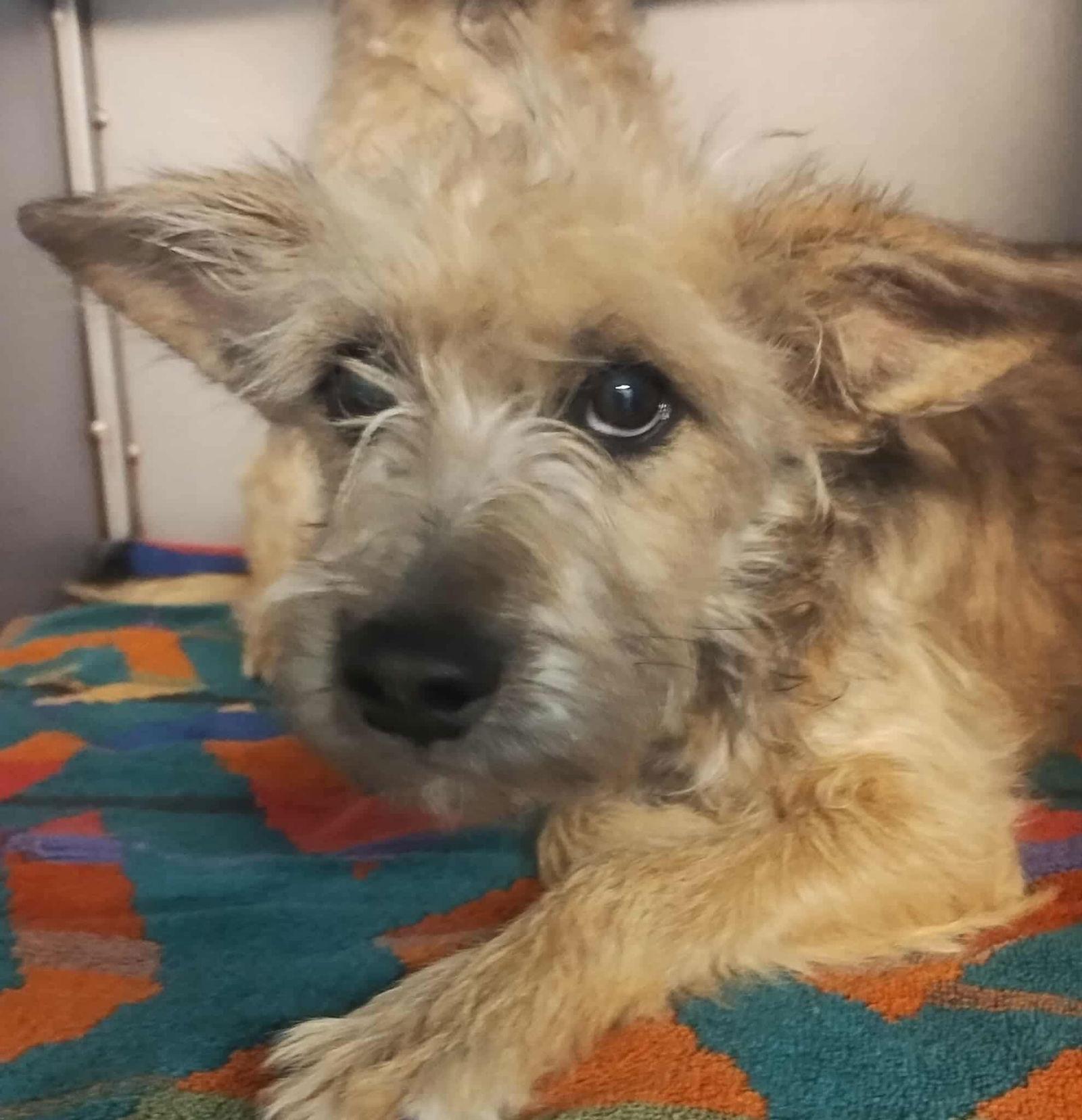 Tristan - ADOPTION IN PROCESS, Adoptable, Young Male Yorkshire Terrier & Schnauzer.