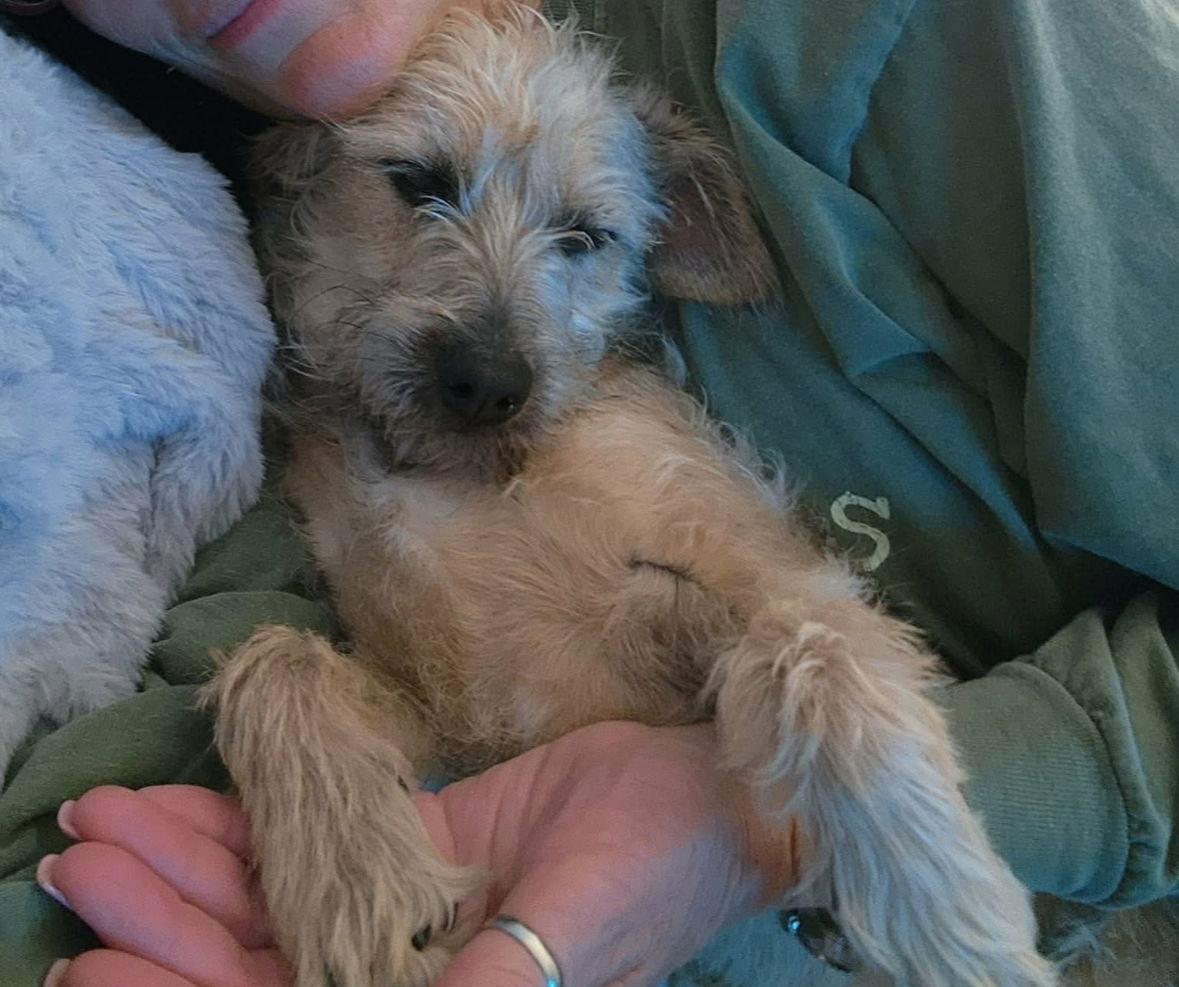 Tristan - ADOPTION IN PROCESS, Adoptable, Young Male Yorkshire Terrier & Schnauzer.