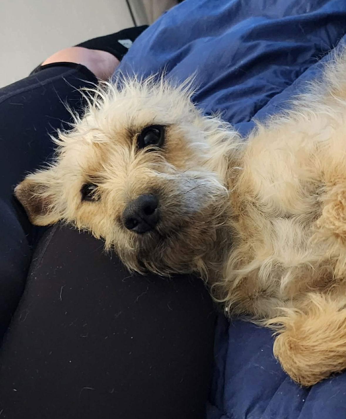 Enlarge Tristan - ADOPTION IN PROCESS, a Adoptable mixed breed in Grafton, WI image 3/3