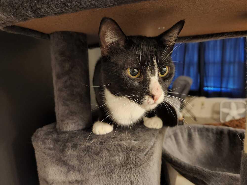 Albert, Adopted, Adult Male Domestic Short Hair.