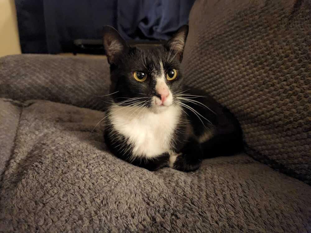 Enlarge Albert, a Adopted Domestic Short Hair in Wendell, NC image 2/6