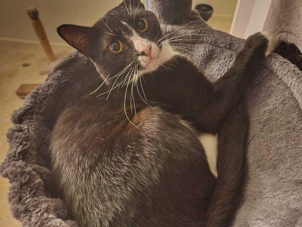 Enlarge Albert, a Adopted Domestic Short Hair in Wendell, NC image 4/6