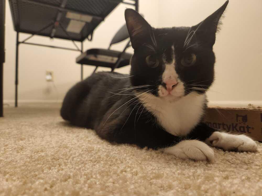 Enlarge Albert, a Adopted Domestic Short Hair in Wendell, NC image 2/6