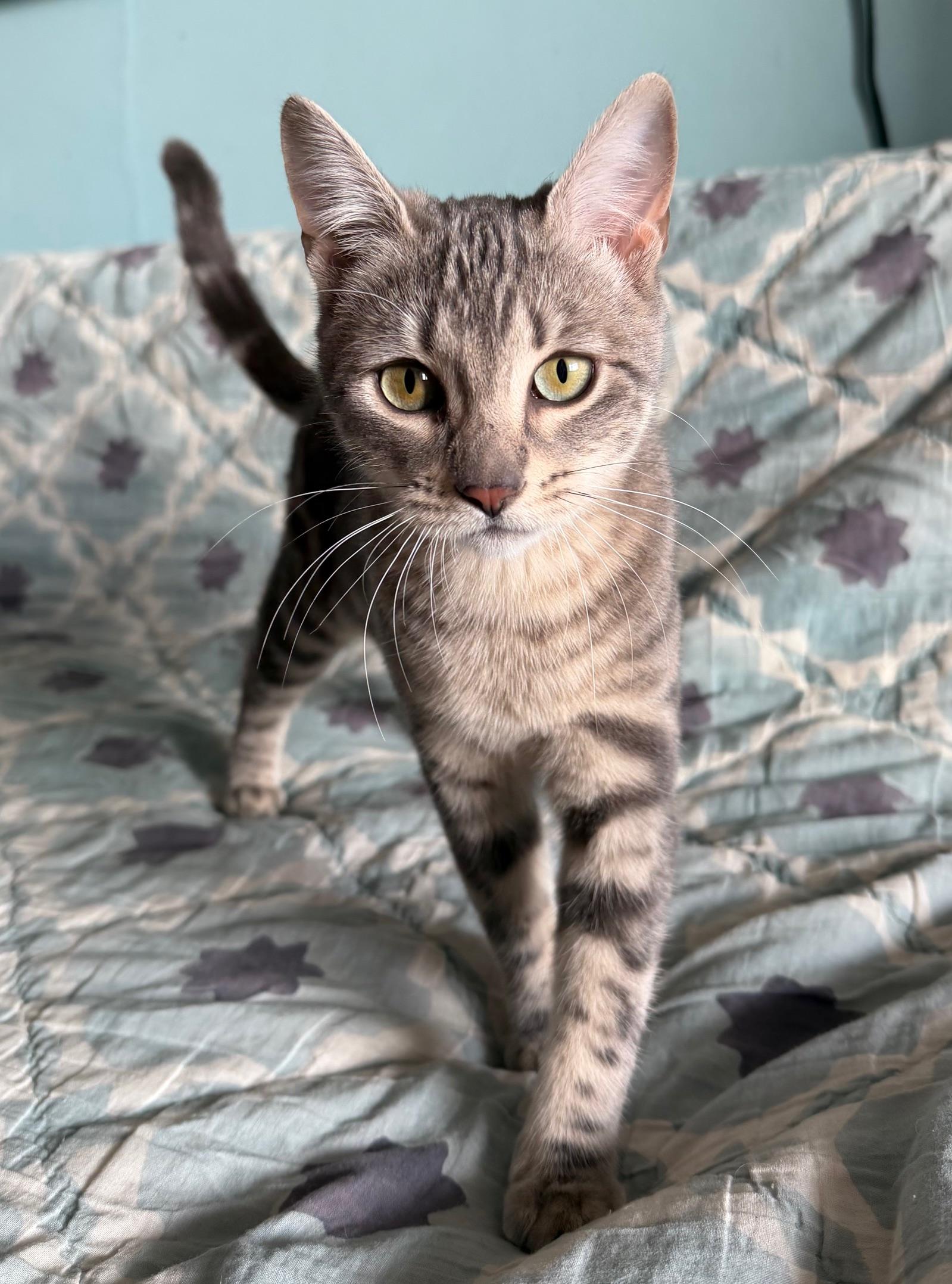 Enlarge Shirley Chisholm, a ADOPTABLE Domestic Short Hair in Brooklyn, NY image 2/6