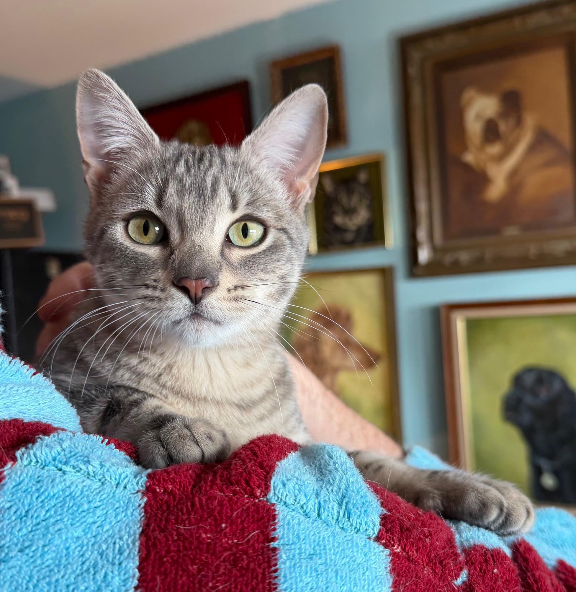 Enlarge Shirley Chisholm, a ADOPTABLE Domestic Short Hair in Brooklyn, NY image 4/6