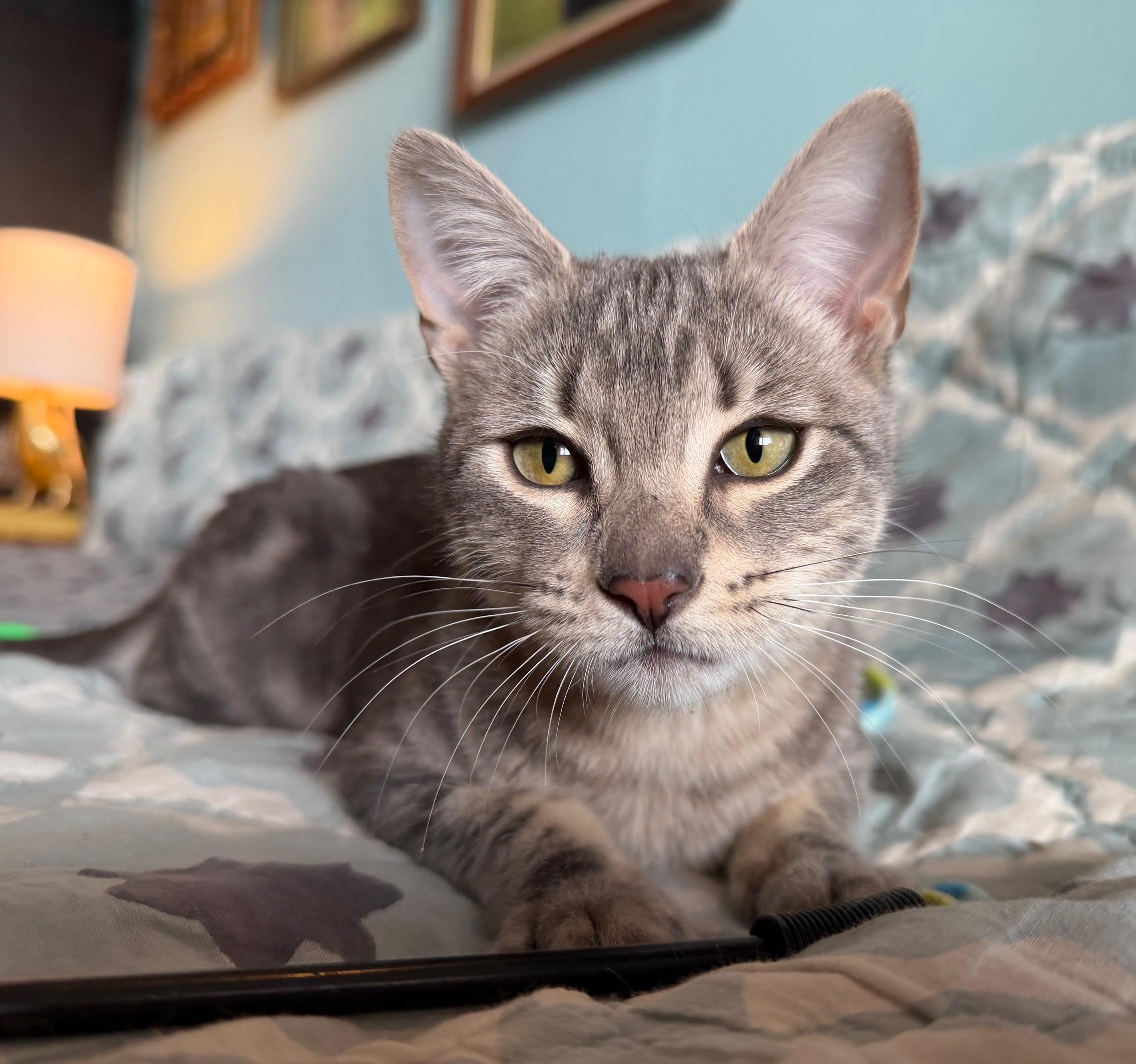 Shirley Chisholm, ADOPTABLE, Young Female Domestic Short Hair.