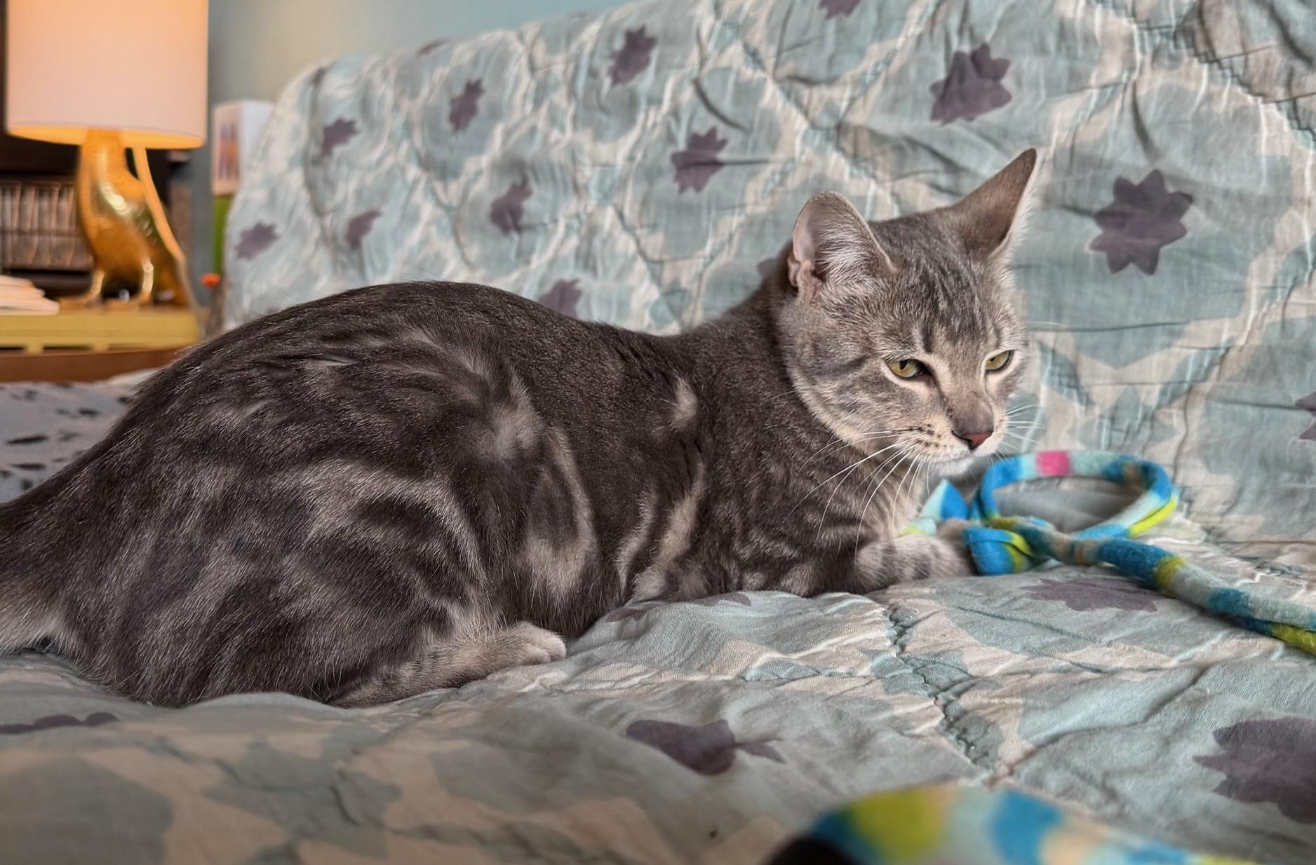 Enlarge Shirley Chisholm, a ADOPTABLE Domestic Short Hair in Brooklyn, NY image 3/6