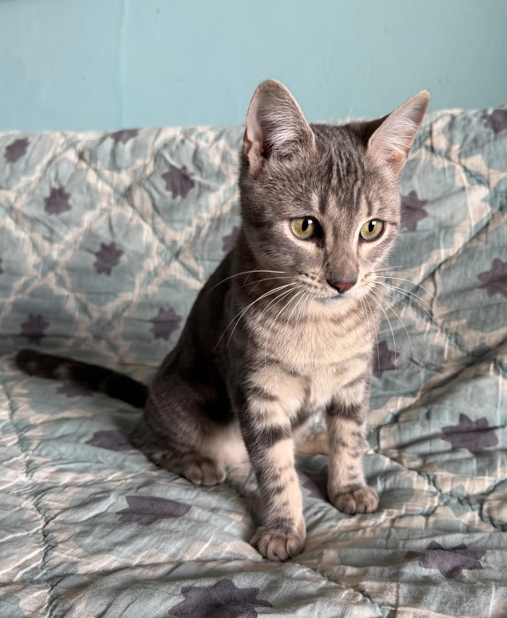 Enlarge Shirley Chisholm, a ADOPTABLE Domestic Short Hair in Brooklyn, NY image 5/6