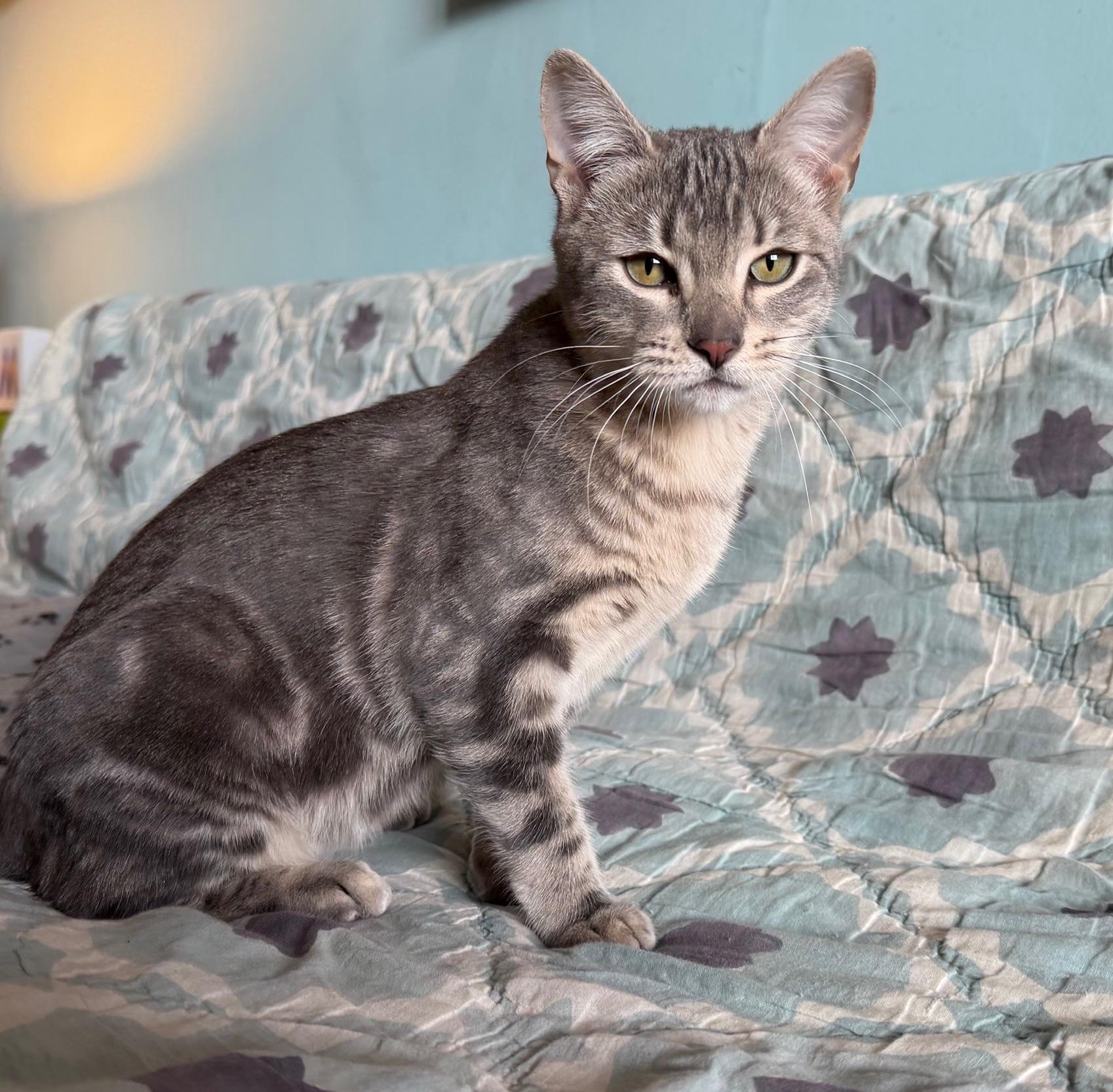 Enlarge Shirley Chisholm, a ADOPTABLE Domestic Short Hair in Brooklyn, NY image 6/6