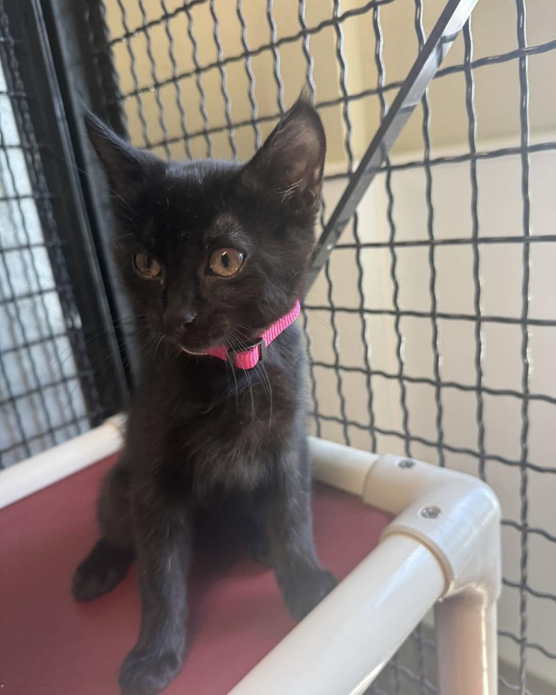 Enlarge Sandy, an adopted Domestic Short Hair in Fort Leavenworth, KS image 1/3