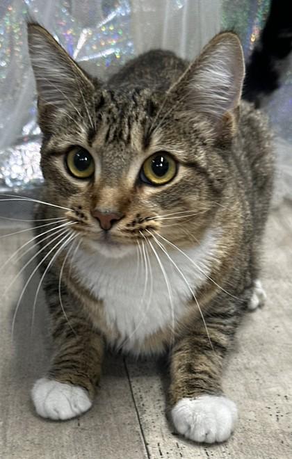 Gucci, a Adoptable mixed breed in Shreveport, LA image 3/4