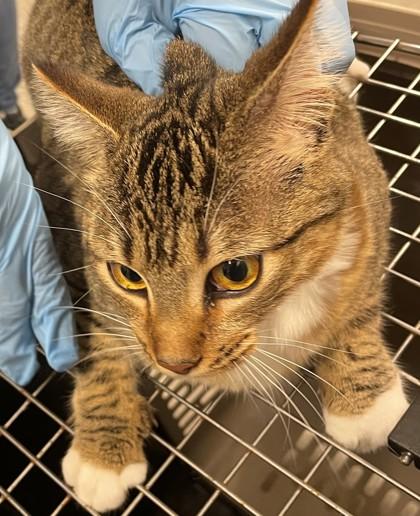 Gucci, a Adoptable mixed breed in Shreveport, LA image 4/4